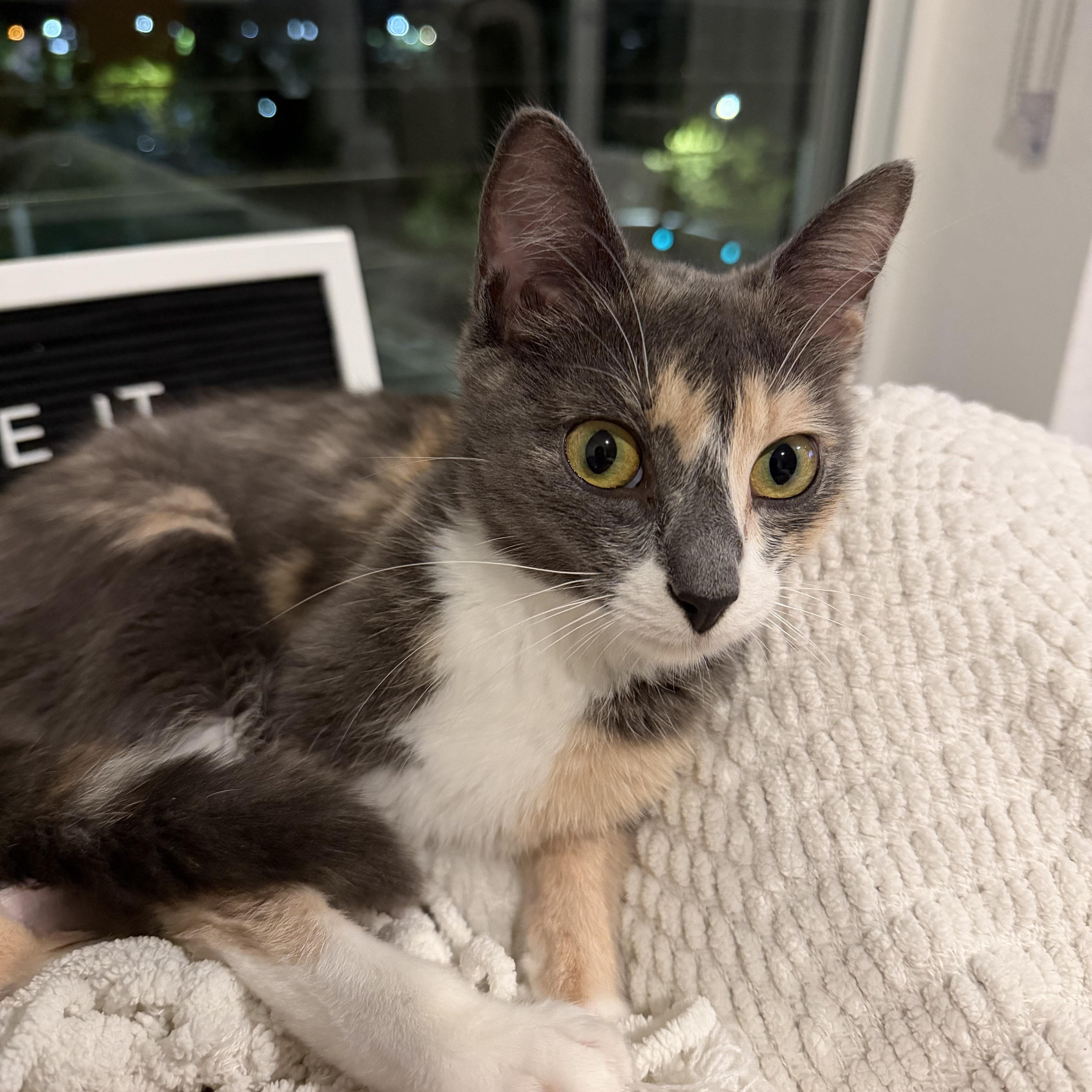 A young medium-sized female Domestic Short Hair cat named Rocky for adoption in Davis, CA