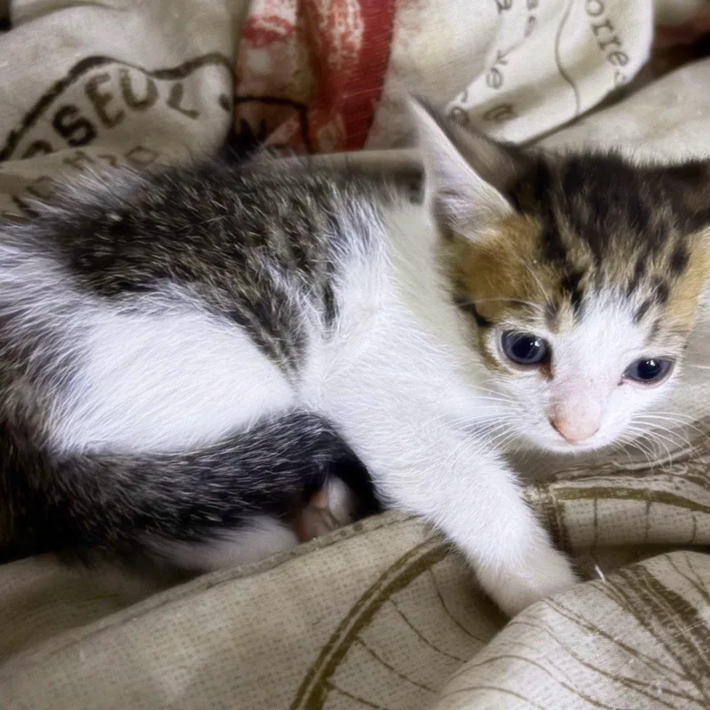 A baby medium-sized female Domestic Short Hair cat named Destiny for adoption in Clifton, NJ