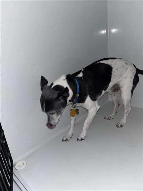 An adult medium-sized male Chihuahua dog named Biggio for adoption in Houston, TX