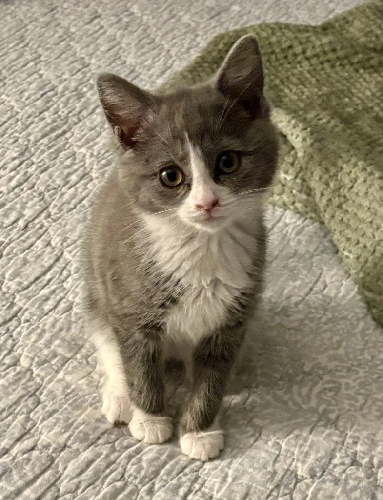 A young medium-sized female Gray & White Domestic Short Hair cat named Mavis for adoption in Garner, NC
