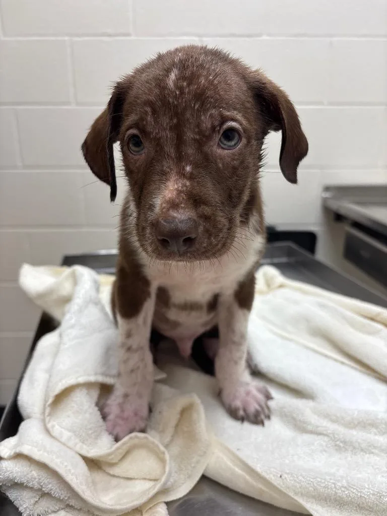 A baby medium-sized male Australian Shepherd dog named Athletes  Lebron for adoption in Greeneville, TN