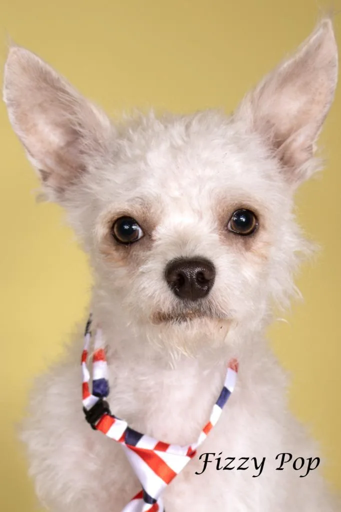 A young small-sized male Poodle dog named Fizzy Pop for adoption in Gilbert, AZ