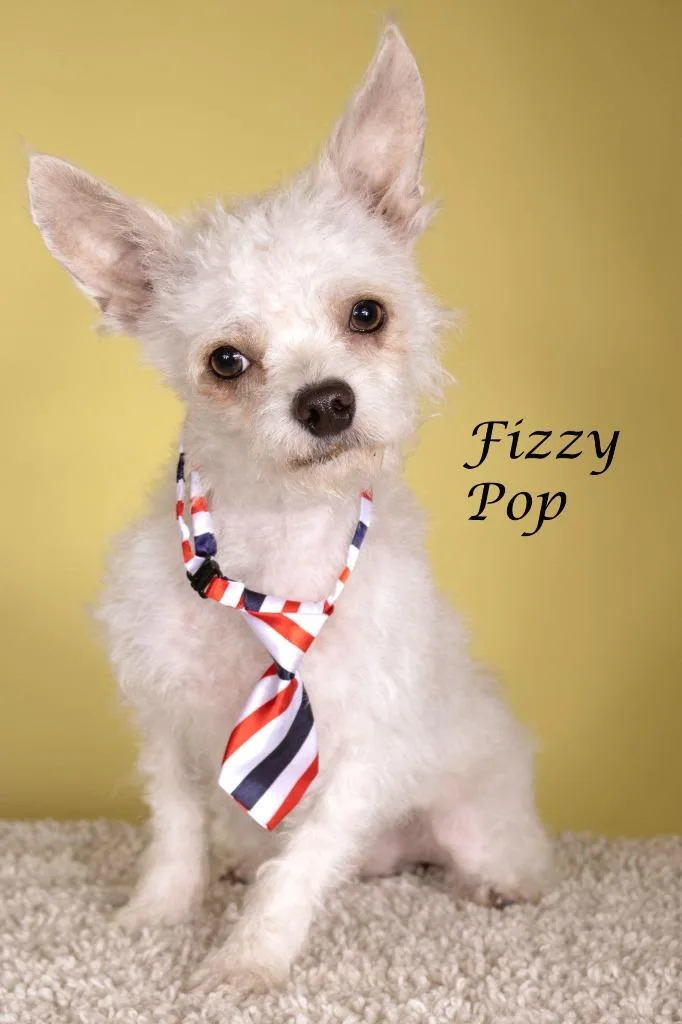 Fizzy Pop thumbnail 2
