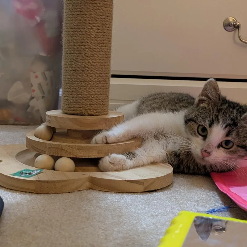 A baby medium-sized female Brown / Chocolate Domestic Short Hair cat named Soleil for adoption in Birdsboro, PA