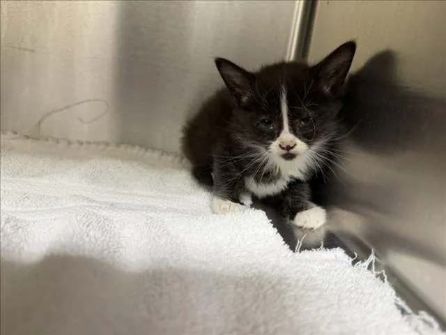 A baby small-sized female Domestic Short Hair cat named Nibbles for adoption in Santa Fe, NM