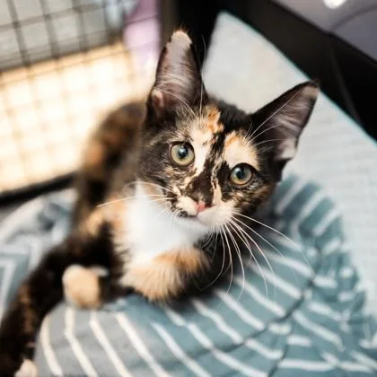 A baby small-sized female Black Domestic Short Hair cat named Abba for adoption in Atlanta, GA