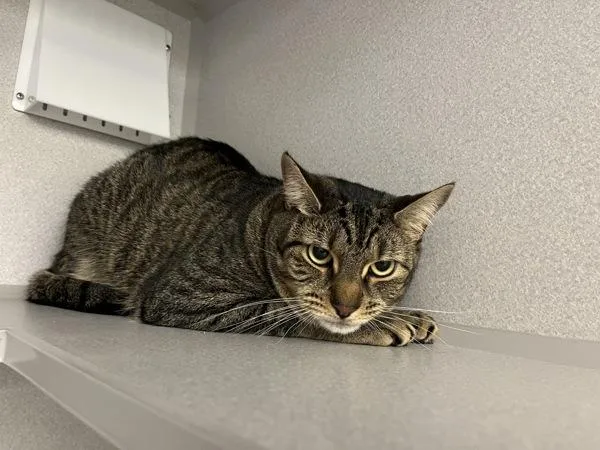 An adult medium-sized male Domestic Short Hair cat named Kit for adoption in Stratham, NH