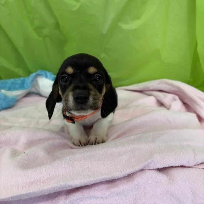 A baby small-sized female White / Cream Beagle dog named Keylime for adoption in North Charleston, SC