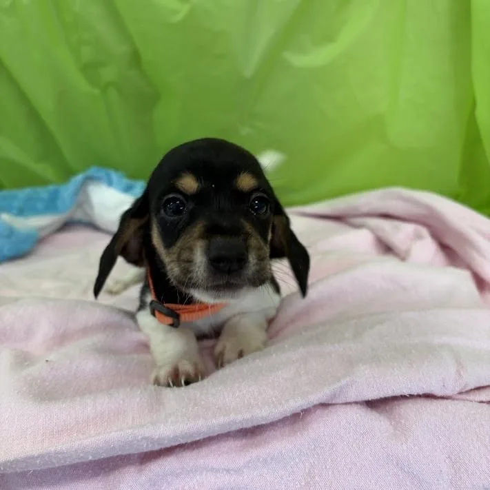 Keylime thumbnail 3