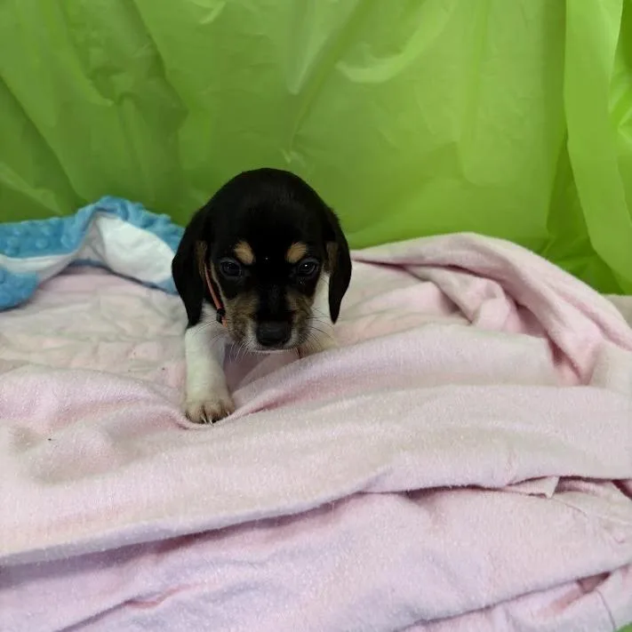 Keylime thumbnail 6