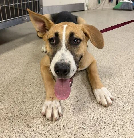 A young large-sized female German Shepherd Dog dog named Bambi for adoption in Riverside, CA
