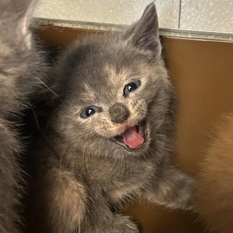 A baby small-sized female Calico Domestic Short Hair cat named Flounder for adoption in Point Richmond, CA