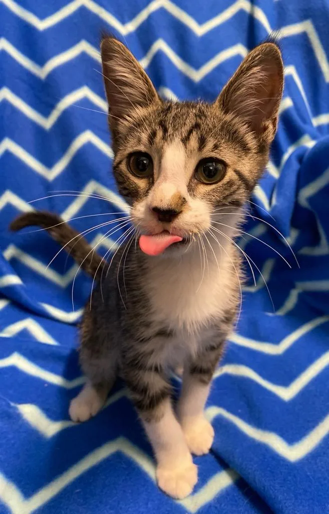 A baby medium-sized male Domestic Short Hair cat named Dobby for adoption in Colusa, CA