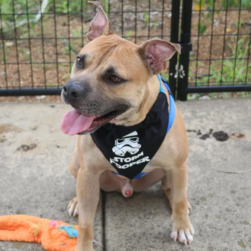 A senior medium-sized male Yellow / Tan / Blond / Fawn Boxer dog named Chili Dog for adoption in Normal, IL