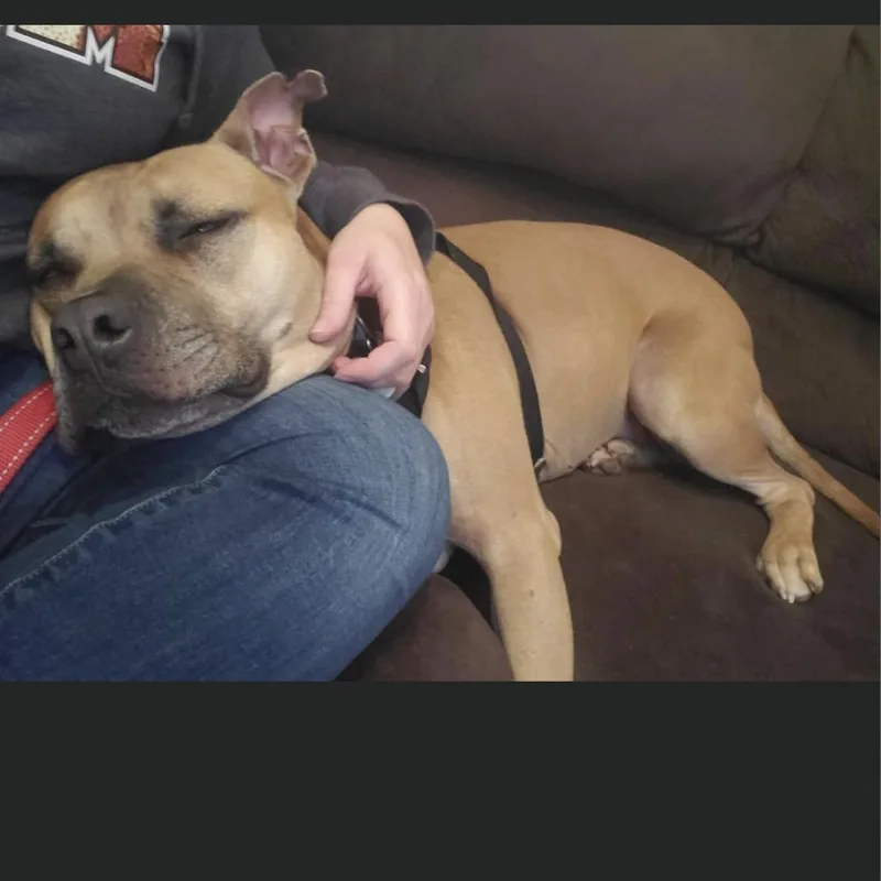 Chili Dog thumbnail 2