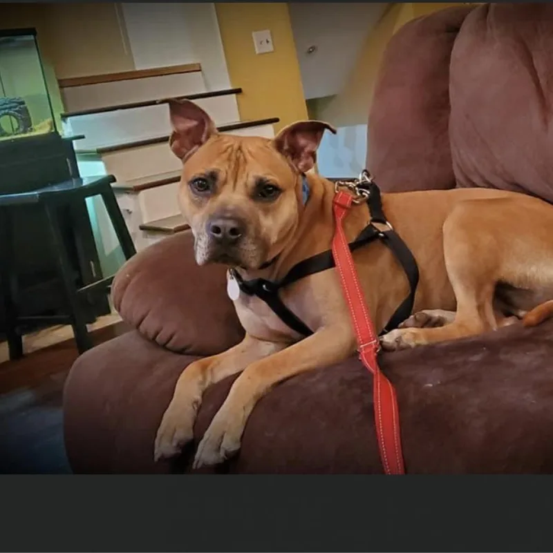 Chili Dog thumbnail 4