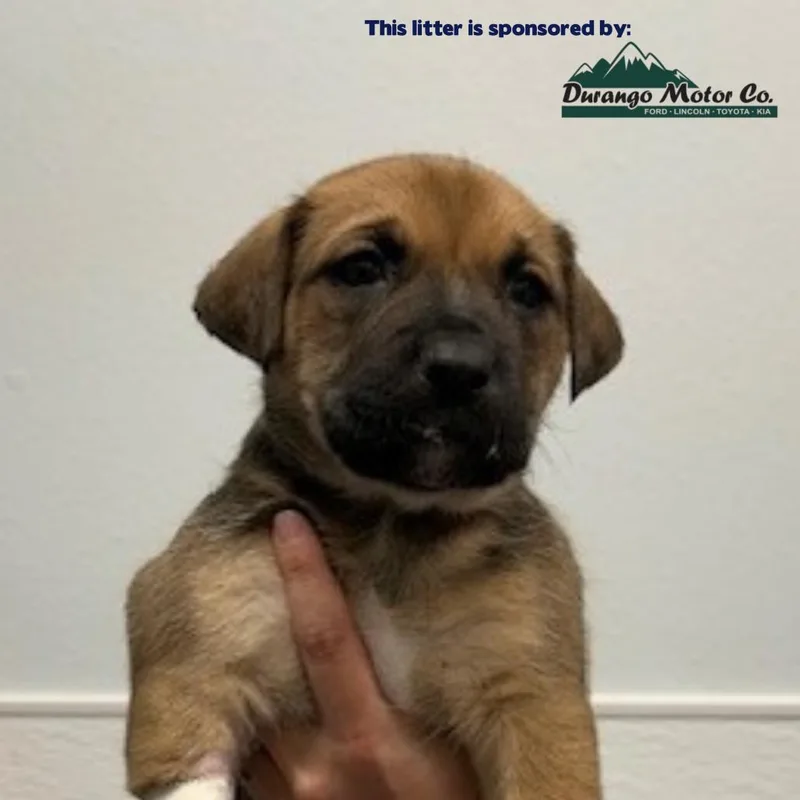 A baby small-sized male Brown / Chocolate Mixed Breed dog named Tacoma for adoption in Durango, CO