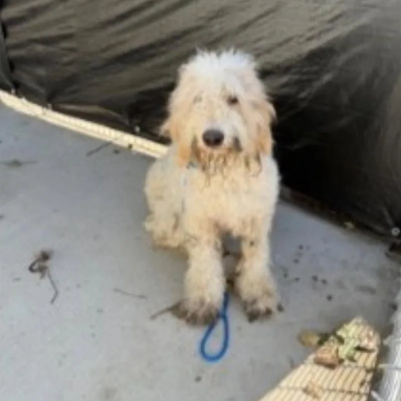 An adult medium-sized female Poodle dog named Gertie for adoption in Baton Rouge, LA