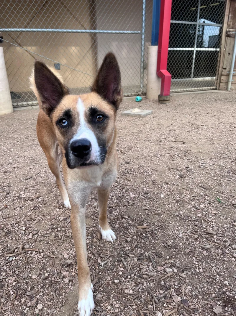 An adult medium-sized female Siberian Husky dog named Buttercup A for adoption in Plano, TX