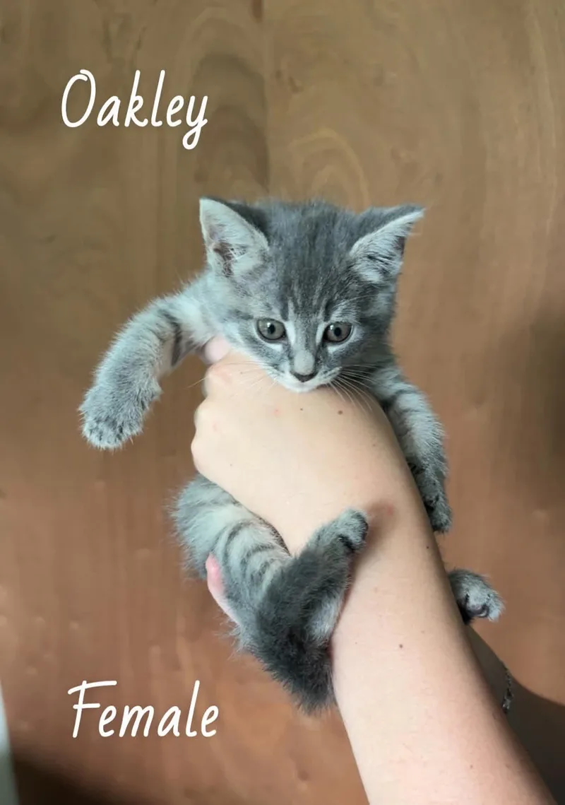 A baby medium-sized female Domestic Short Hair cat named Oakley for adoption in Royal Palm Beach, FL