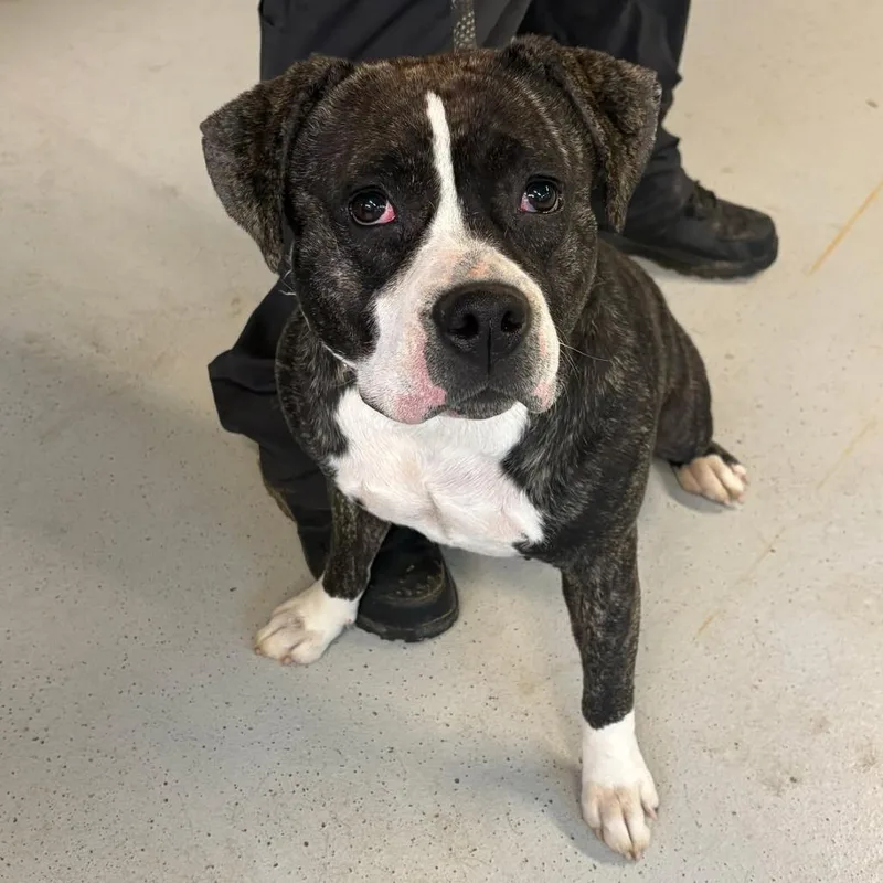An adult large-sized female Brindle Mixed Breed dog named Charlotte Stray Hold for adoption in Huntington, WV