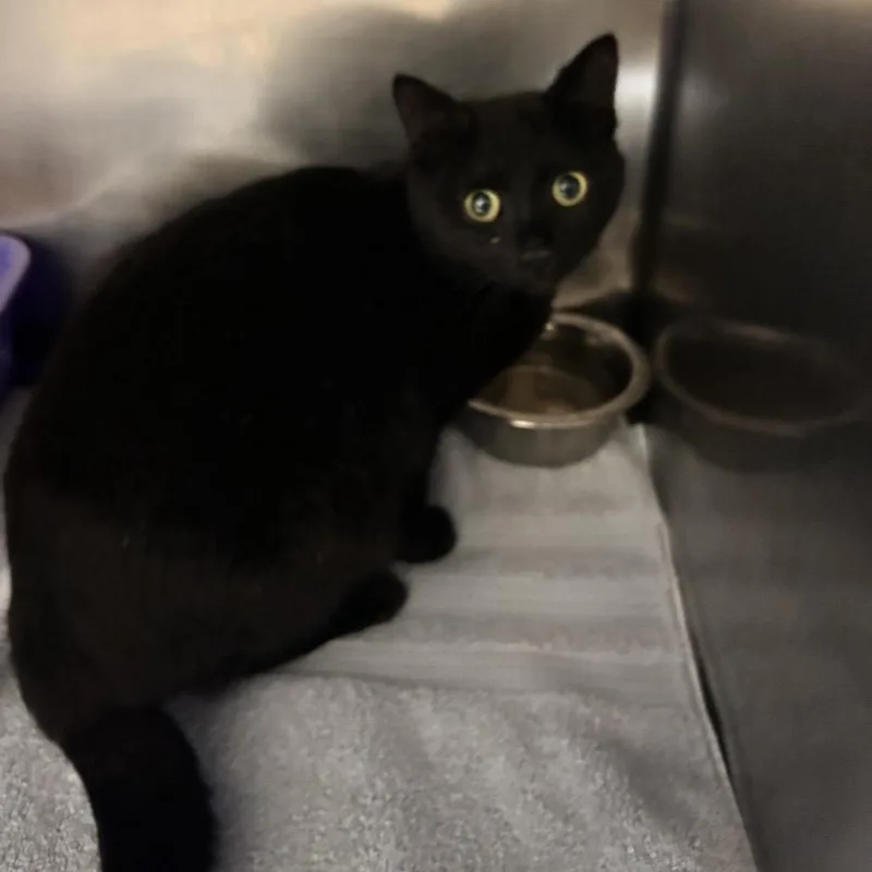 An adult medium-sized female Black Domestic Short Hair cat named Rebecca for adoption in Bristol, IN