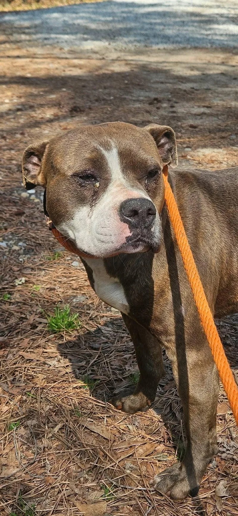 Dolly Old Soul Eyes thumbnail 2