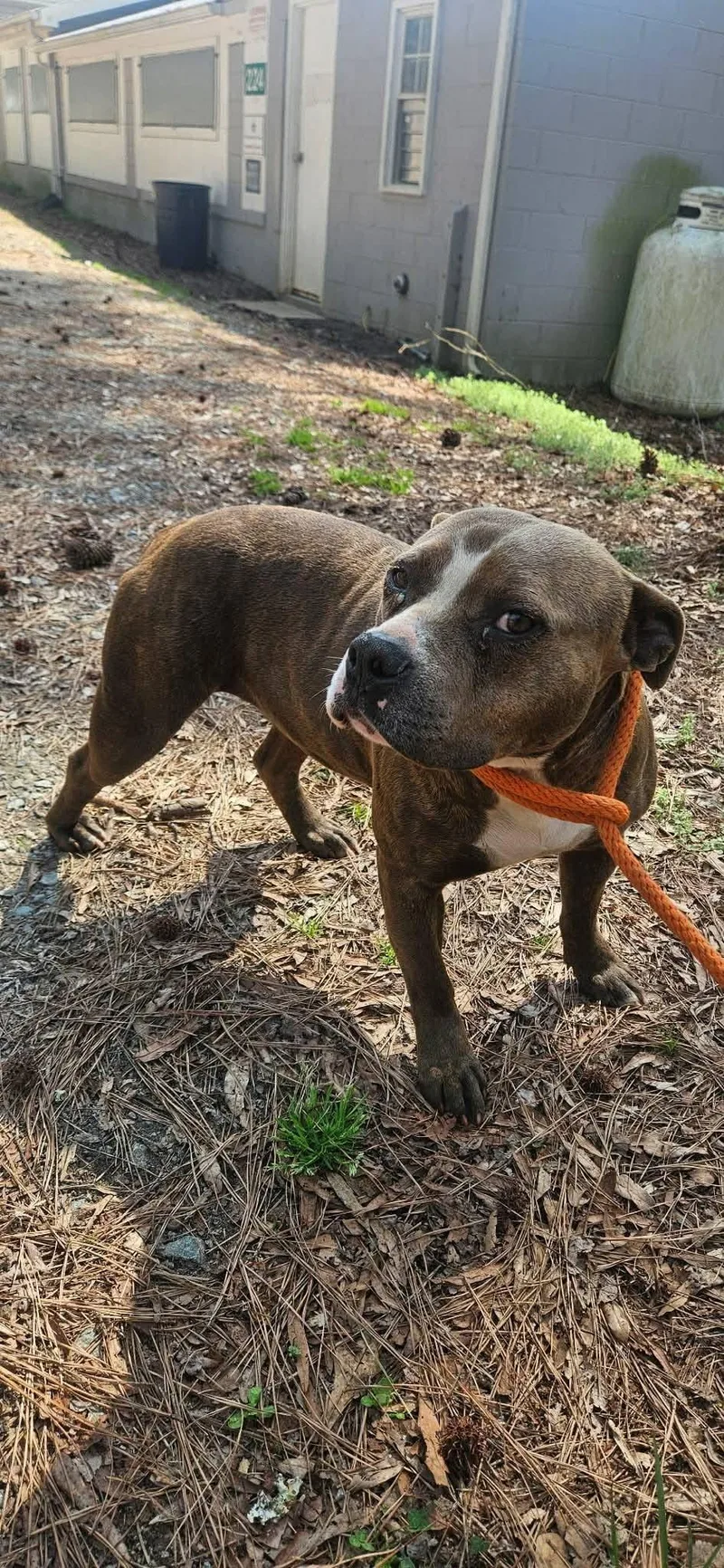 Dolly Old Soul Eyes thumbnail 3