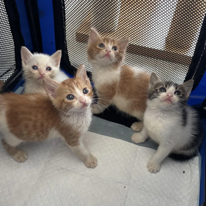 A baby small-sized male Flame Point Domestic Short Hair cat named Sky for adoption in EWA BEACH, HI
