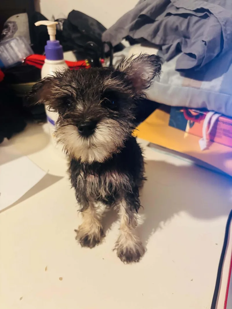 Darla