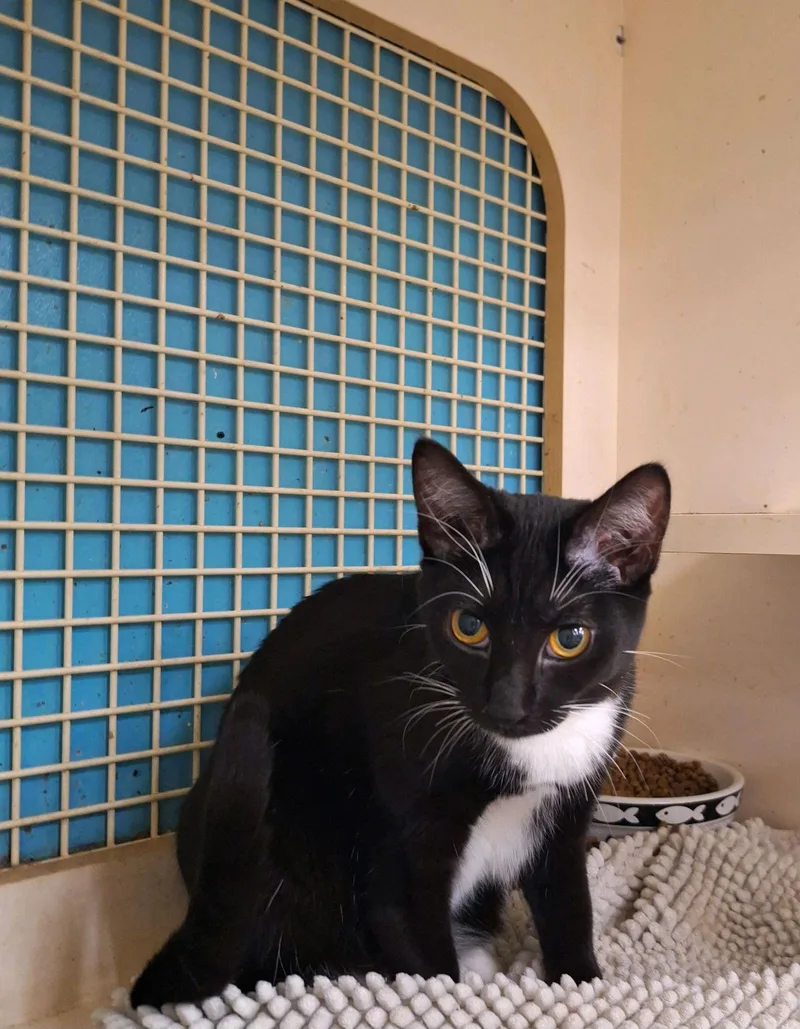 A young medium-sized female Tuxedo cat named Tulip for adoption in Napa, CA
