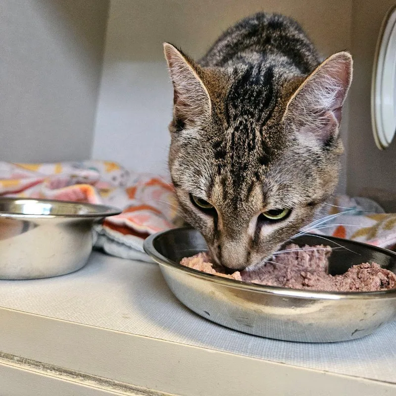 A senior medium-sized female Brown / Chocolate Domestic Short Hair cat named Nebula for adoption in Conway, NH