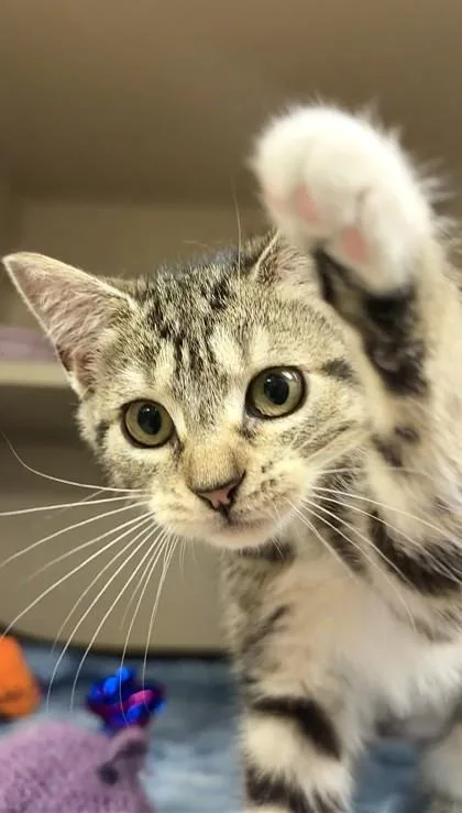 A young small-sized female Domestic Short Hair cat named Georgina for adoption in Quakertown, PA