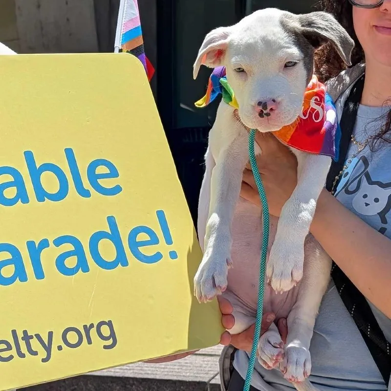A baby small-sized female White / Cream Mixed Breed dog named Texas Longhorn for adoption in Chicago, IL
