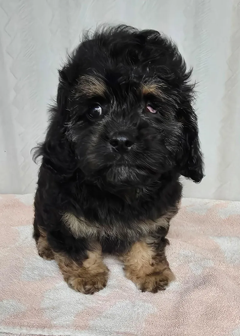 A baby small-sized male Black Cavapoo dog named Wink for adoption in Grant, NE