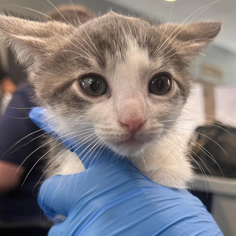 A young small-sized male Gray / Blue / Silver Domestic Short Hair cat named LVHStray__ for adoption in Allentown, PA