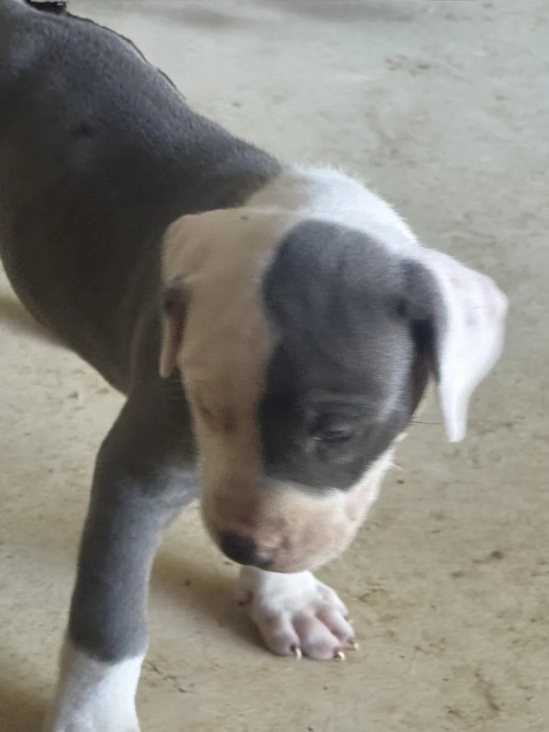 A baby large-sized male White / Cream American Staffordshire Terrier dog named Chickadee for adoption in Evergreen, CO
