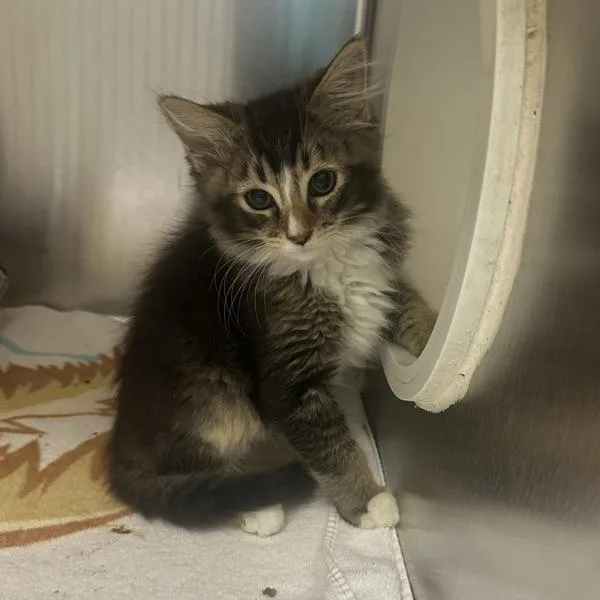 A baby small-sized male Domestic Long Hair cat named Cherimoya for adoption in Walnut Creek, CA