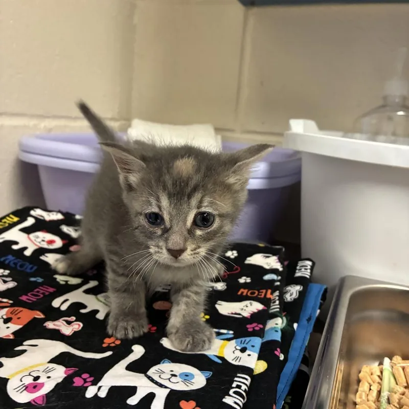 A baby small-sized female Gray / Blue / Silver Domestic Short Hair cat named Dottie for adoption in Windsor, VA