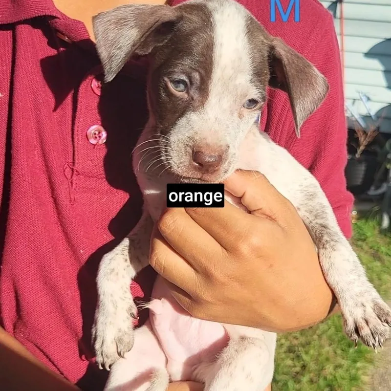 A baby medium-sized male Apricot / Beige German Shorthaired Pointer dog named Tostada for adoption in New Orleans, LA