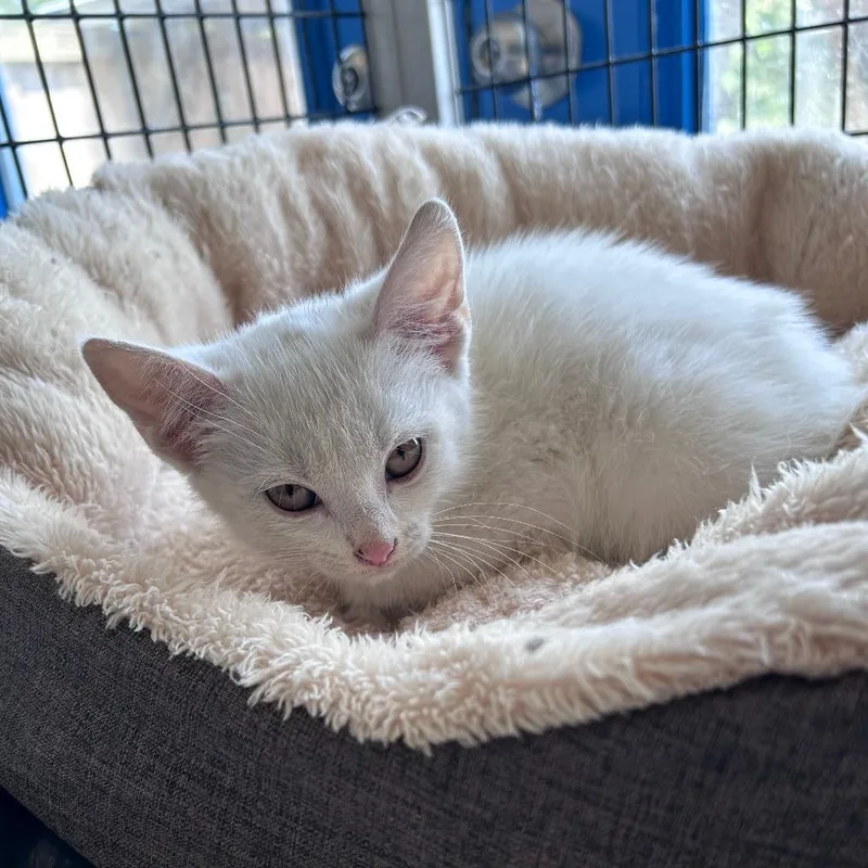 A baby medium-sized female White Domestic Medium Hair cat named Sienna for adoption in Bryson City, NC