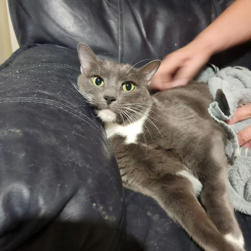 A senior medium-sized female Domestic Short Hair cat named Fore FKA Confused Casserole for adoption in Dallas, TX
