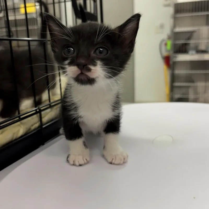 A baby small-sized female Black Domestic Short Hair cat named Bean for adoption in Manhattan, KS