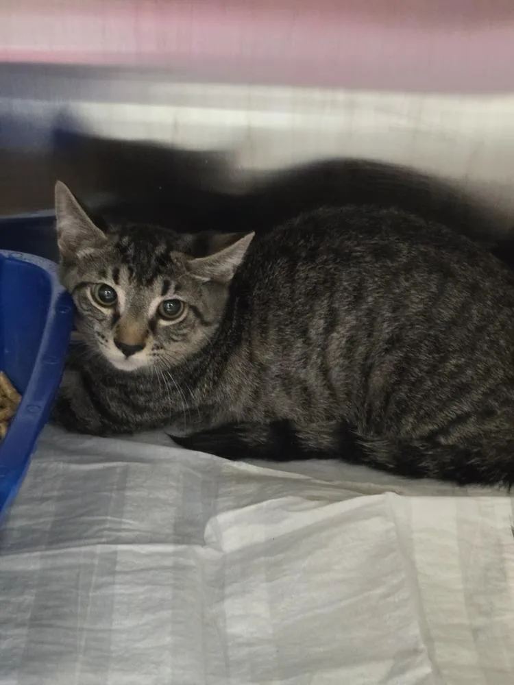 A young small-sized male Tabby (Brown / Chocolate) Domestic Short Hair cat named Jet for adoption in Evansville, IN