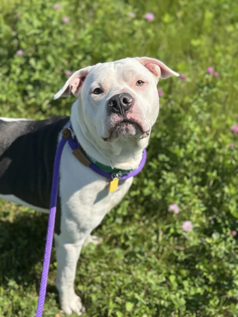 A young large-sized male White / Cream Pit Bull Terrier dog named Icee for adoption in Cleveland, OH