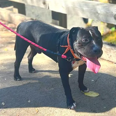 An adult large-sized male Pit Bull Terrier dog named Jumbo for adoption in Los Angeles, CA