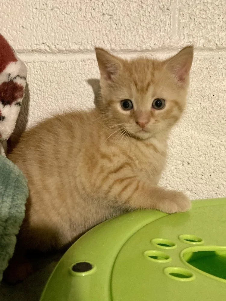 A baby small-sized female Tabby (Orange / Red) Domestic Short Hair cat named Tulip for adoption in West Mifflin, PA