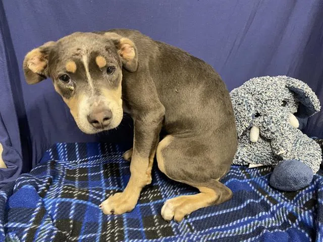 A baby small-sized female Pit Bull Terrier dog named Belle for adoption in Modesto, CA