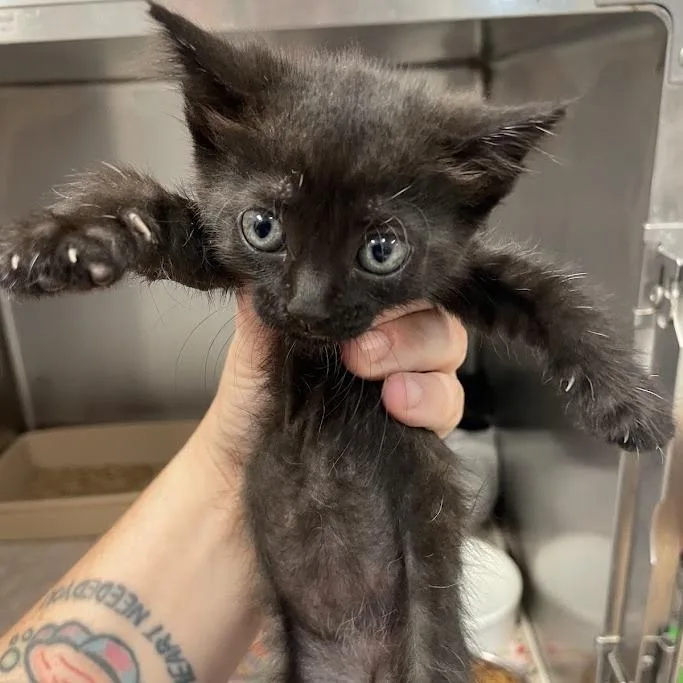 A baby small-sized female Black Domestic Short Hair cat named Everest for adoption in Port Charlotte, FL