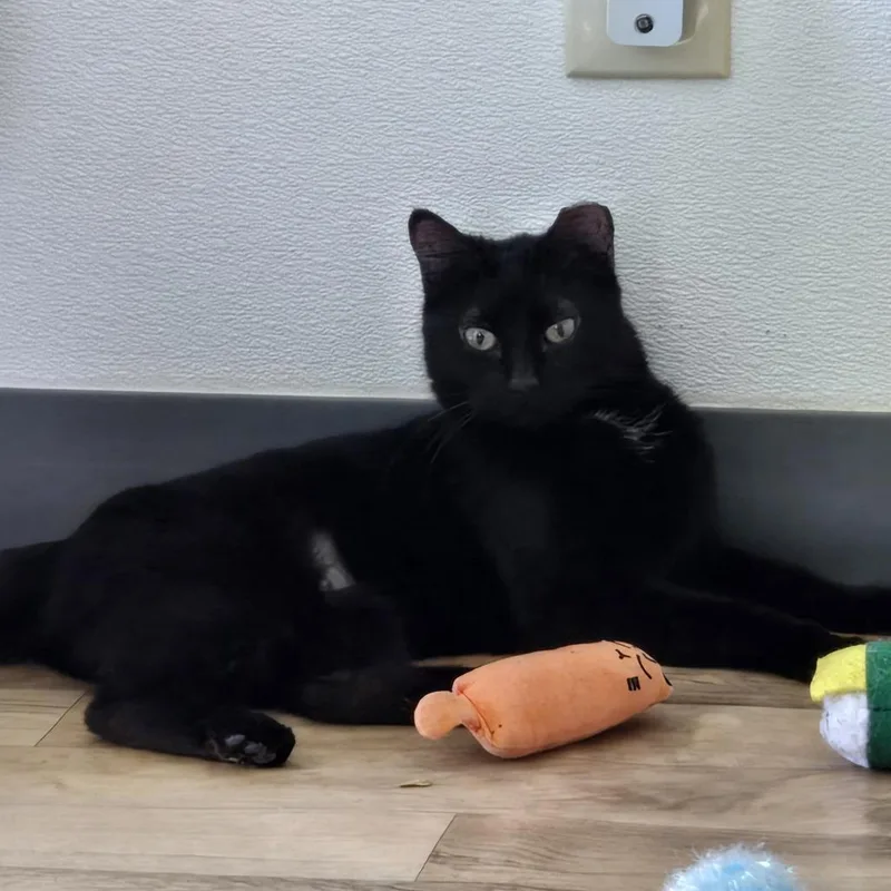 An adult medium-sized female Domestic Short Hair cat named Maisie for adoption in Tucson, AZ